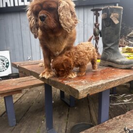 Cavapoo - Bitches
