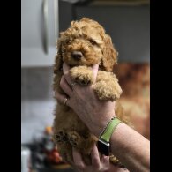 Cockapoo - Bitches