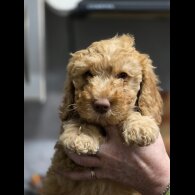 Cockapoo - Bitches