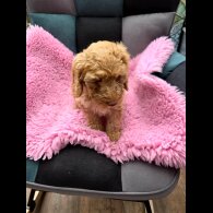 Cockapoo - Bitches