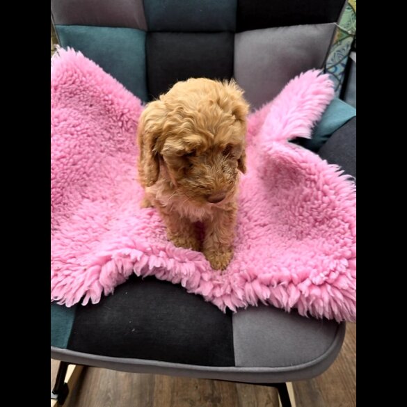 Cockapoo - Bitches