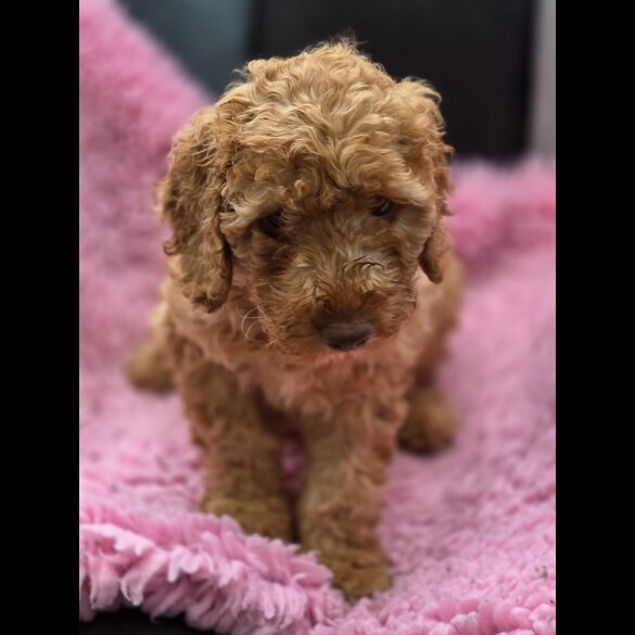 Cockapoo - Bitches