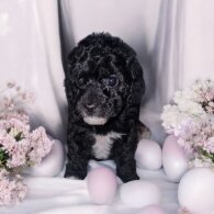 Cockapoo - Both