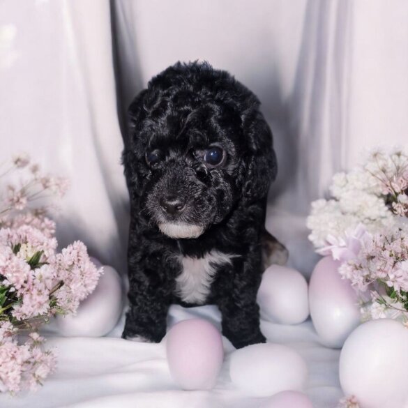 Cockapoo - Both