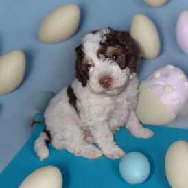Cockapoo - Both