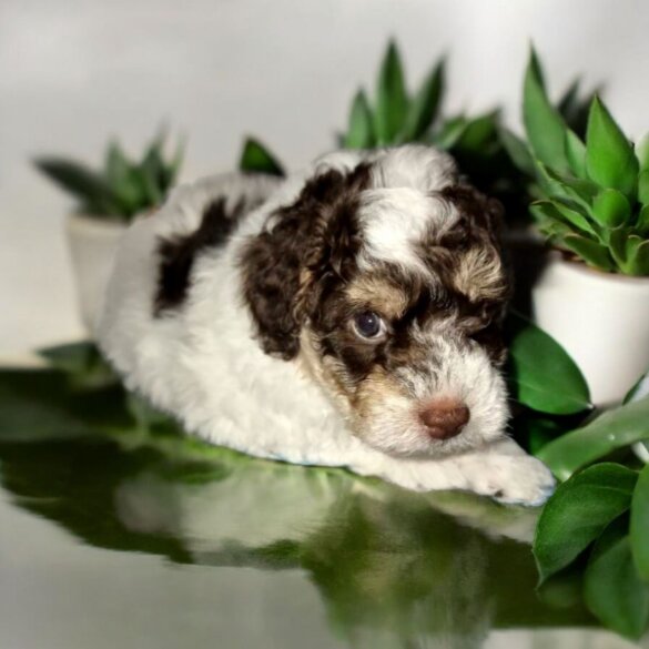 Cockapoo - Both