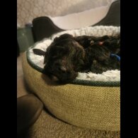 Cockapoo - Both