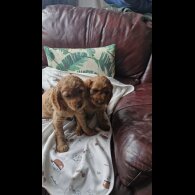 Cockapoo - Both