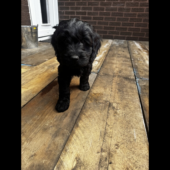 Cockapoo - Both