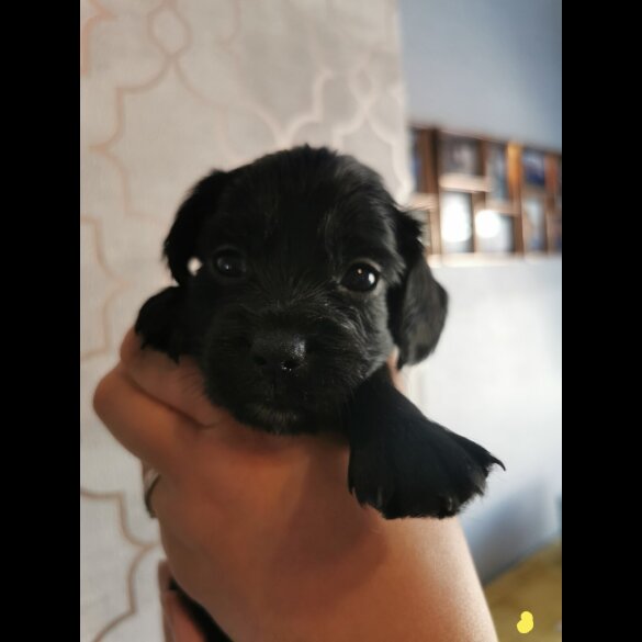 Cockapoo - Both