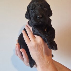 Cockapoo - Both
