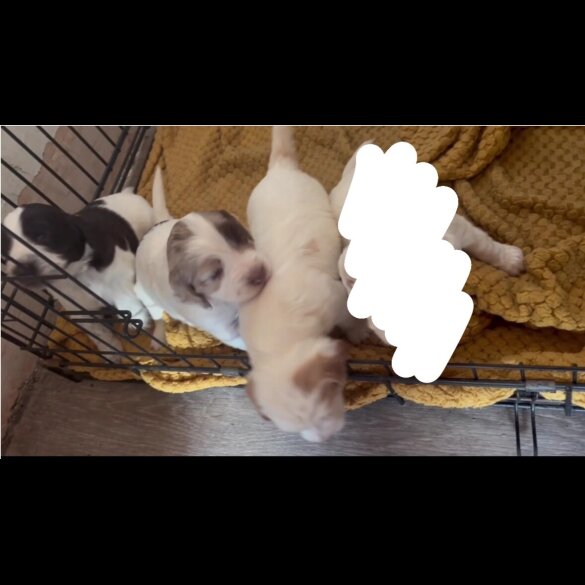 Cocker Spaniel (Working &amp; Show) - Both