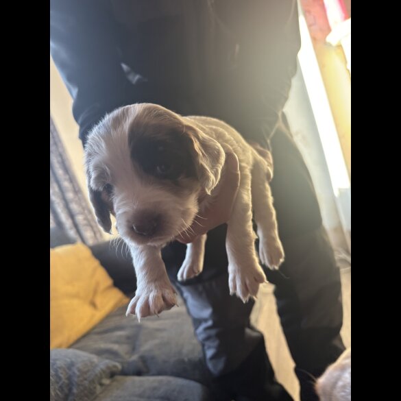 Cocker Spaniel (Working &amp; Show) - Both