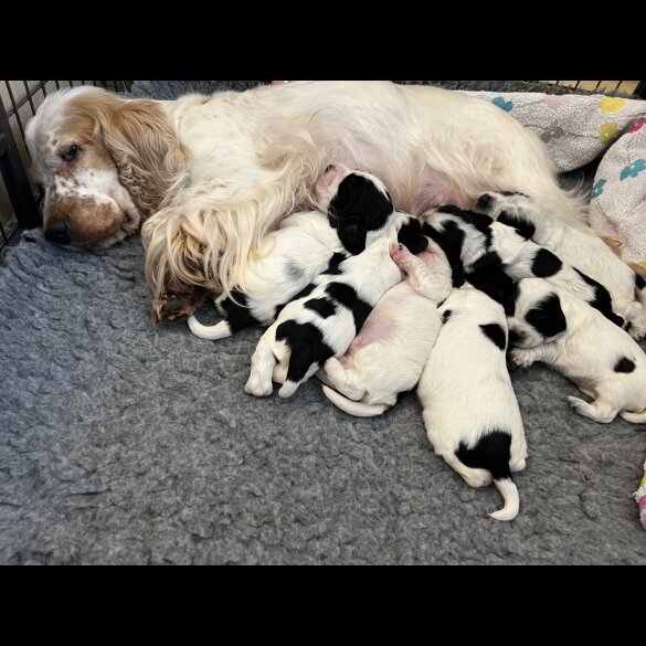 Cocker Spaniel (Working &amp; Show) - Both