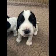 Cocker Spaniel (Working &amp; Show) - Both
