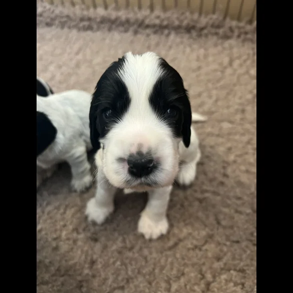 Cocker Spaniel (Working &amp; Show) - Both