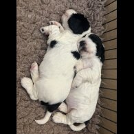 Cocker Spaniel (Working &amp; Show) - Both