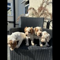 Cocker Spaniel (Working &amp; Show) - Both