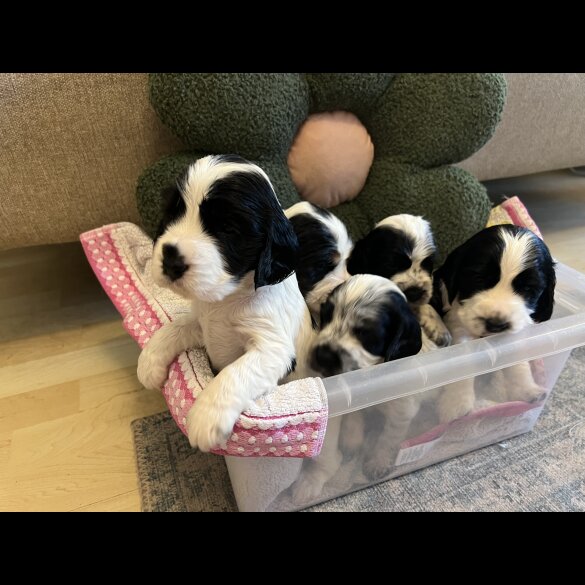 Cocker Spaniel (Working &amp; Show) - Both