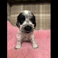 Cocker Spaniel (Working &amp; Show) - Both