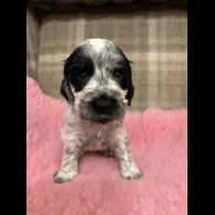 Cocker Spaniel (Working &amp; Show) - Both