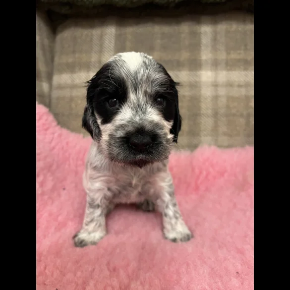 Cocker Spaniel (Working &amp; Show) - Both