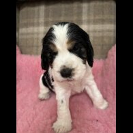 Cocker Spaniel (Working &amp; Show) - Both
