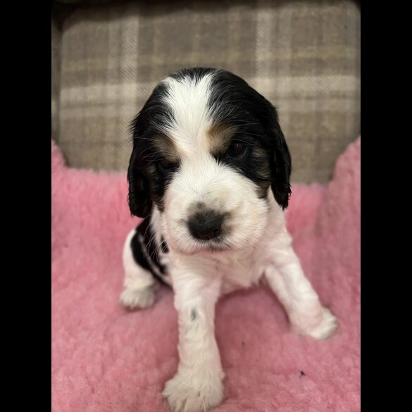 Cocker Spaniel (Working &amp; Show) - Both