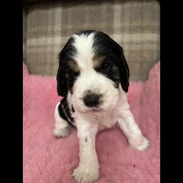 Cocker Spaniel (Working &amp; Show) - Both