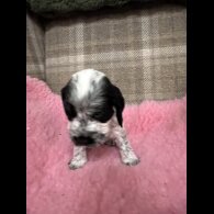 Cocker Spaniel (Working &amp; Show) - Both