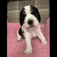 Cocker Spaniel (Working &amp; Show) - Both