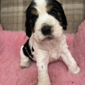 Cocker Spaniel (Working &amp; Show) - Both