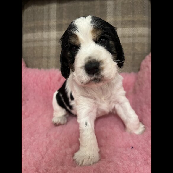 Cocker Spaniel (Working &amp; Show) - Both