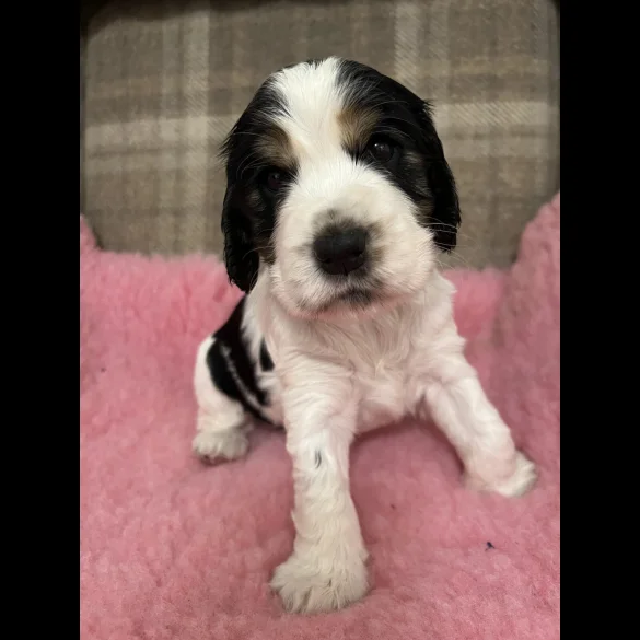 Cocker Spaniel (Working &amp; Show) - Both