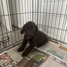 Cocker Spaniel (Working &amp; Show) - Both
