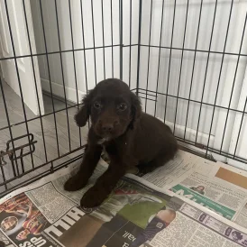 Cocker Spaniel (Working &amp; Show) - Both