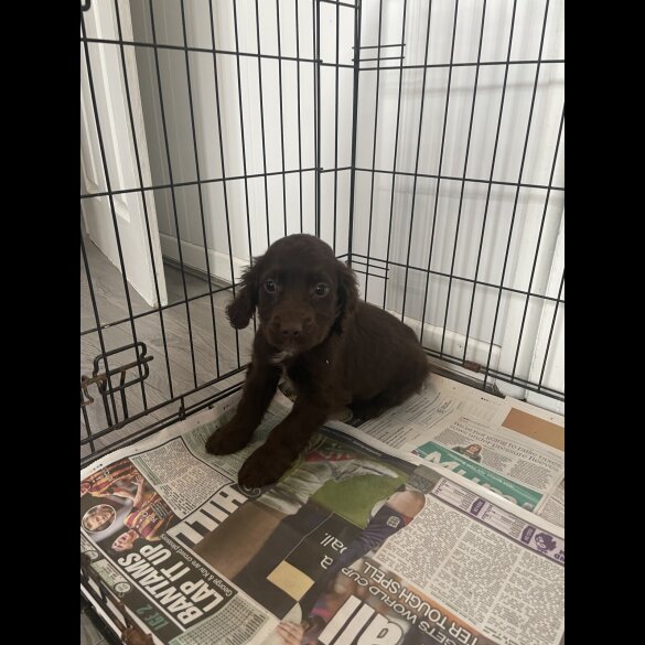 Cocker Spaniel (Working &amp; Show) - Both