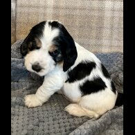 Cocker Spaniel (Working &amp; Show) - Both