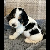 Cocker Spaniel (Working &amp; Show) - Both