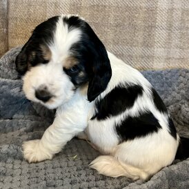 Cocker Spaniel (Working &amp; Show) - Both
