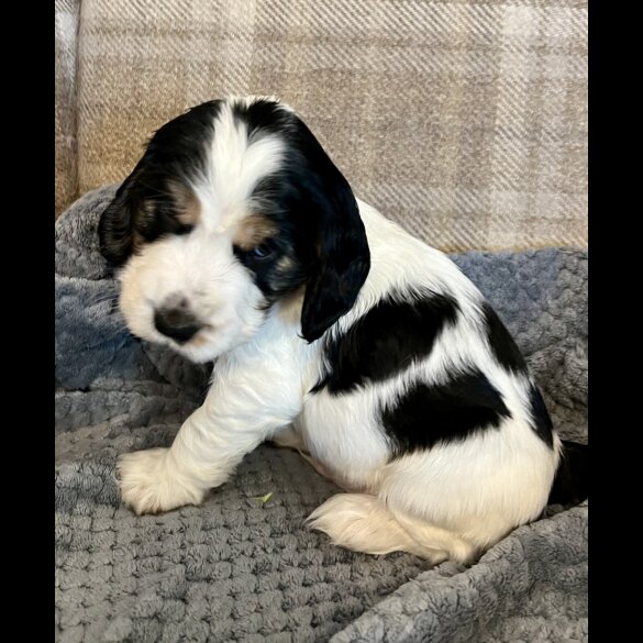 Cocker Spaniel (Working &amp; Show) - Both