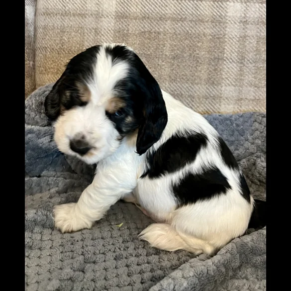 Cocker Spaniel (Working &amp; Show) - Both