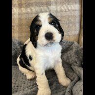 Cocker Spaniel (Working &amp; Show) - Both