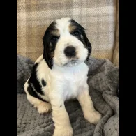 Cocker Spaniel (Working &amp; Show) - Both