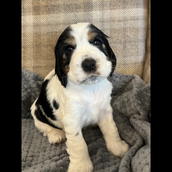 Cocker Spaniel (Working &amp; Show) - Both