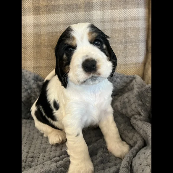 Cocker Spaniel (Working &amp; Show) - Both