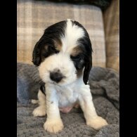Cocker Spaniel (Working &amp; Show) - Both
