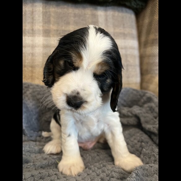 Cocker Spaniel (Working &amp; Show) - Both