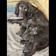 Cocker Spaniel (Working &amp; Show) - Both