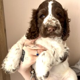 Cocker Spaniel (Working &amp; Show) - Dogs